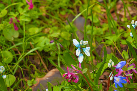 Puschkinia scilloides early spring bulbous flowers in bloom, small white and blue flowering plant, called striped lebanon squillsの写真素材