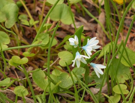 Puschkinia scilloides early spring bulbous flowers in bloom, small white and blue flowering plant, called striped lebanon squillsの写真素材