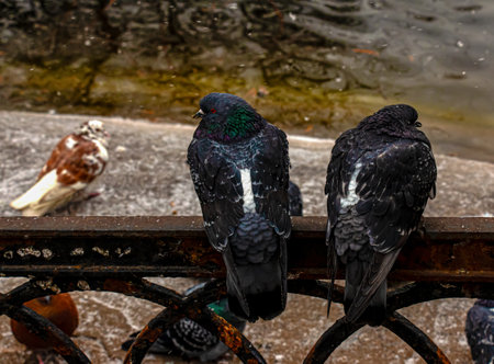Cute couple of pigeons quarreled. Ordinary city pigeons Columba livia sit on a fence near a pond. Animals in the city.の写真素材