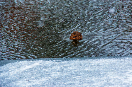 Birds and animals in wildlife concept. A mallard duck swims in a lake or river on a spring or winter day in blue water, white ice on a sunny landscape.の写真素材