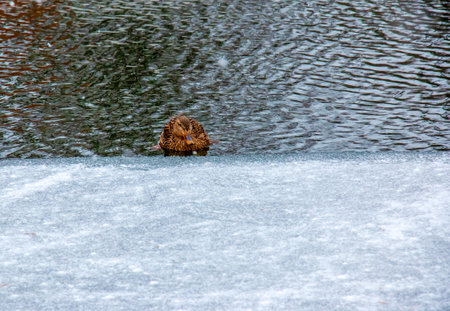 Birds and animals in wildlife concept. A mallard duck swims in a lake or river on a spring or winter day in blue water, white ice on a sunny landscape.の写真素材