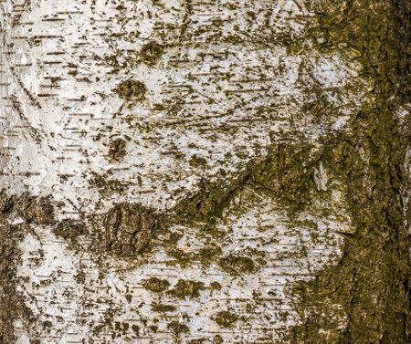Birch bark texture. The texture of the birch bark. Birch bark background. Birch tree trunk, Betula pendula.の写真素材
