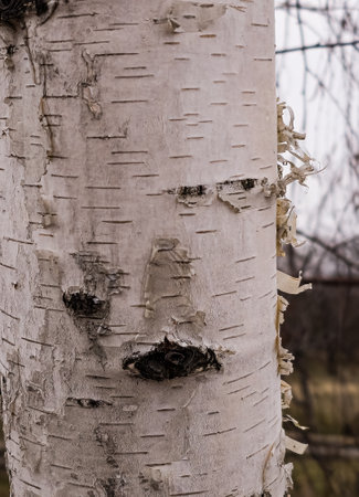Birch bark texture. The texture of the birch bark. Birch bark background. Birch tree trunk, Betula pendula.の写真素材