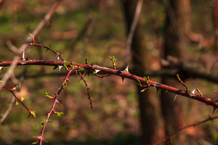 Fragment of a branch with buds Rosa Hugonis, commonly known as Chinese rose.の写真素材