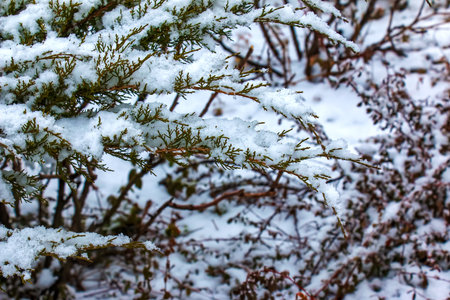Abstract texture background of Blue Danube juniper plants covered in deep snow in winter, with copy spaceの写真素材