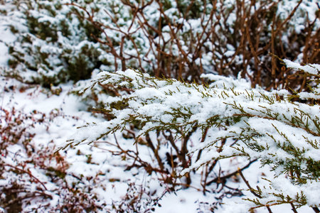Abstract texture background of Blue Danube juniper plants covered in deep snow in winter, with copy spaceの写真素材