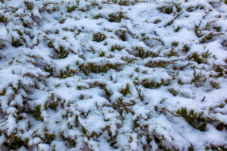 Abstract texture background of Juniperus horizontalis Moench plants covered in deep snow in winter, with copy spaceの写真素材