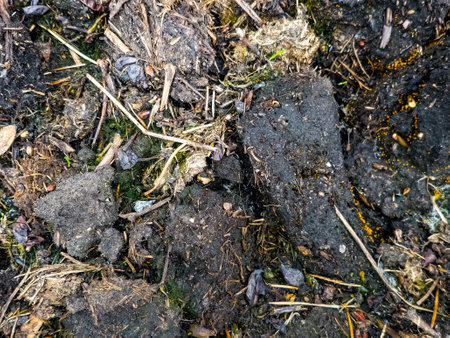 Humus as a background. Humus is added to the soil in spring to improve fertility. texture, top view. Humus texture background. close-up.の写真素材