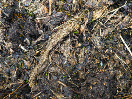 Humus as a background. Humus is added to the soil in spring to improve fertility. texture, top view. Humus texture background. close-up.の写真素材
