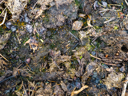Humus as a background. Humus is added to the soil in spring to improve fertility. texture, top view. Humus texture background. close-up.の写真素材
