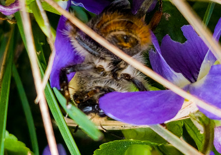 In early spring, the bumblebee collects pollen from wildflowers.の写真素材