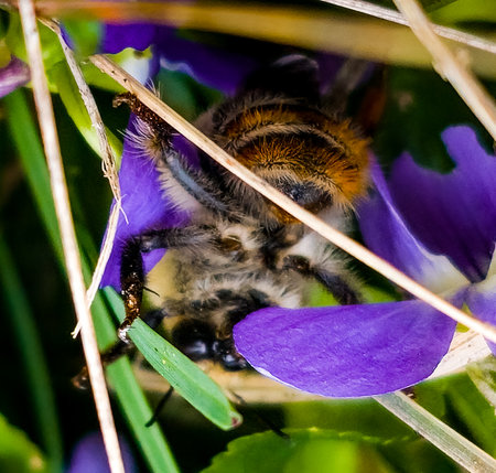 In early spring, the bumblebee collects pollen from wildflowers.の写真素材