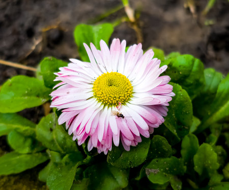 A close up of a pink daisy flower in the spring sunshineの写真素材