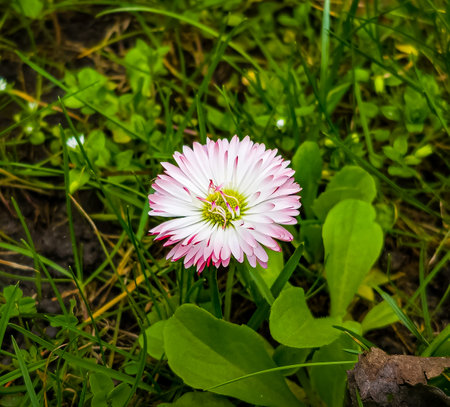 A close up of a pink daisy flower in the spring sunshineの写真素材