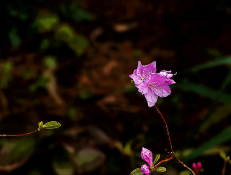 Illustration of pink rhododendron flower. Rhododendron Ledebury. Spring blooming rhododendron. Close-up shot of Rhododendron dauricum flowers, popular names bagulnik, maralnikのイラスト素材