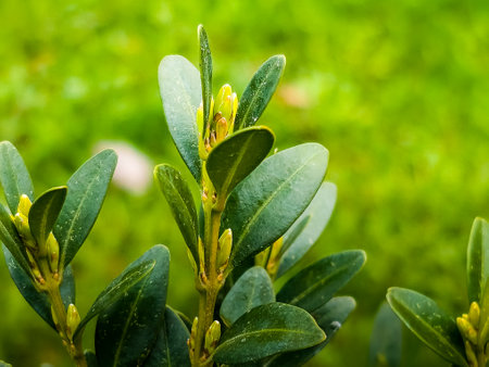 Boxwood. Buxus sempervirens with yellow flowers. Young boxwood leaves on a branch in early springの写真素材