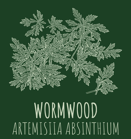 Drawings of Wormwood. The image was created using generative AI. Latin name Artemの素材