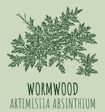 Drawings of Wormwood. The image was created using generative AI. Latin name Artemの素材