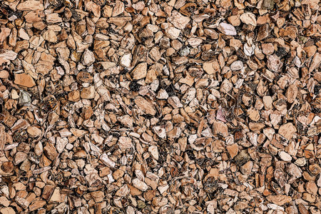 Illustration of background of organic dry calamus root. The Latin name is Acorus calamus. Close up...