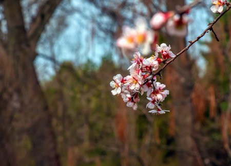 Prunus dulcis. blooming tree. Bush with delicate pink flowers. Spring flowers, natural spring floral background. Blossoming almond branch with pink flowers close-up. selective focus.の写真素材