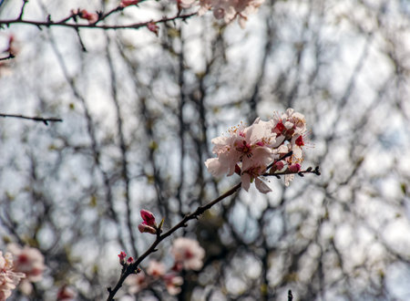 Prunus dulcis. blooming tree. Bush with delicate pink flowers. Spring flowers, natural spring floral background. Blossoming almond branch with pink flowers close-up. selective focus.の写真素材