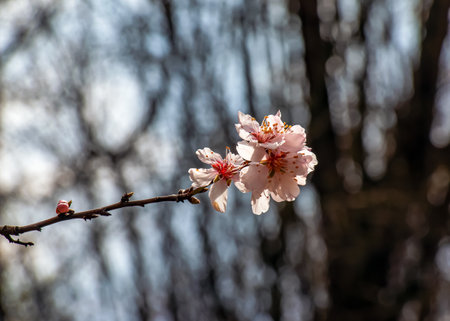 Prunus dulcis. blooming tree. Bush with delicate pink flowers. Spring flowers, natural spring floral background. Blossoming almond branch with pink flowers close-up. selective focus.の写真素材