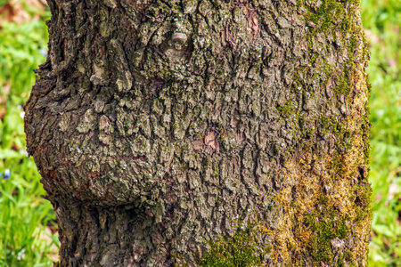 Prunus dulcis bark texture background. The bark is covered with green lichen. The bark of trees is the natural skin of nature.の写真素材