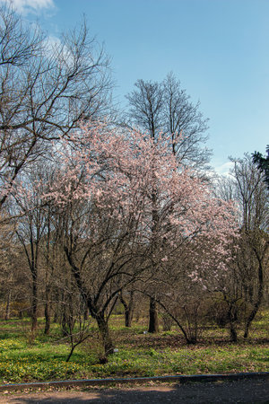 Almond tree, Prunus dulcis blooming. Bush with delicate pink flowers. Spring flowers, natural spring floral background.の写真素材