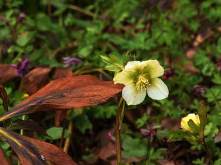 Botany. flowers in the garden. Closeup view of a Helleborus foetidus, also known as Stinking Hellebore, leaves and winter blooming flowers in the park.の写真素材