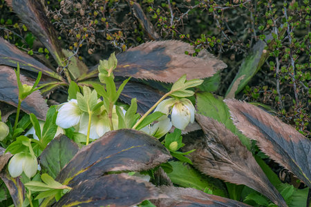 Botany. flowers in the garden. Closeup view of a Helleborus foetidus, also known as Stinking Hellebore, leaves and winter blooming flowers in the park.の写真素材