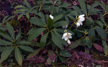 Botany. flowers in the garden. Closeup view of a Helleborus foetidus, also known as Stinking Hellebore, leaves and winter blooming flowers in the park.の写真素材