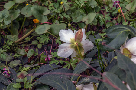 Botany. flowers in the garden. Closeup view of a Helleborus foetidus, also known as Stinking Hellebore, leaves and winter blooming flowers in the park.の写真素材