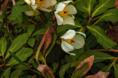 Botany. flowers in the garden. Closeup view of a Helleborus foetidus, also known as Stinking Hellebore, leaves and winter blooming flowers in the park.の写真素材