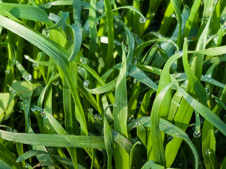 Closeup of lush uncut green grass with drops of dew in soft morning lightの写真素材