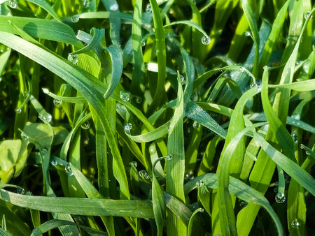 Closeup of lush uncut green grass with drops of dew in soft morning lightの写真素材