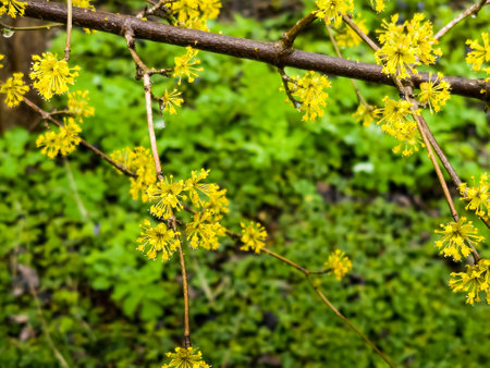 Branches with flowers of European Cornel Cornus mas in early spring. Cornelian cherry, European cornel or Cornelian cherry dogwood Cornus mas flovering. Early spring flowers in natural habitat.の写真素材