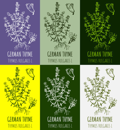 Set of drawings COMMON THYME in different colors. hand drawn illustration. Latin name THYMUS VULGARIS L.のイラスト素材
