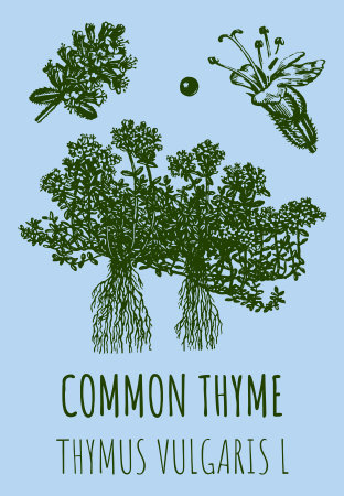 Drawings of COMMON THYME. hand drawn illustration. Latin name Leonurus THYMUS VULGARIS L.のイラスト素材