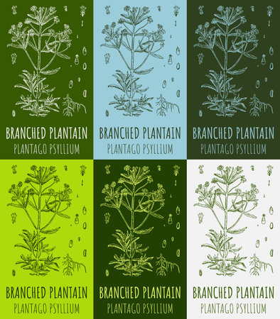 Set of drawings BRANCHED PLANTAIN in different colors. hand drawn illustration. Latin name PLANTAGO PSYLLIUM.のイラスト素材