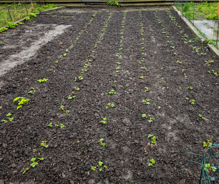 Young strawberry seedlings in the garden in early spring. Growing organic strawberries on a farm.の写真素材