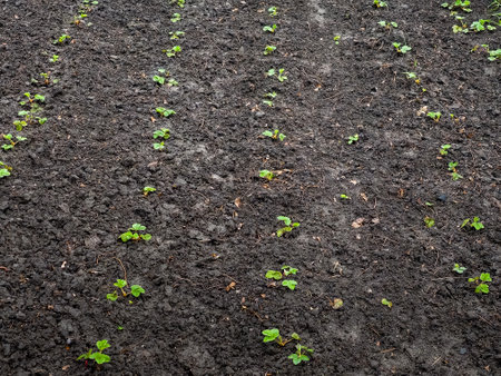 Young strawberry seedlings in the garden in early spring. Growing organic strawberries on a farm.の写真素材