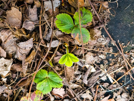 Young strawberry seedlings in the garden in early spring before transplanting into the ground. Growing organic strawberries on a farm.の写真素材