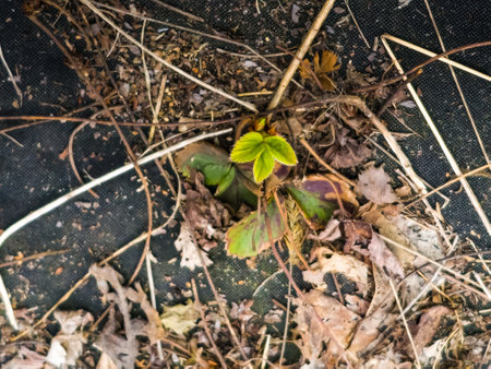 Young strawberry seedlings in the garden in early spring before transplanting into the ground. Growing organic strawberries on a farm.の写真素材