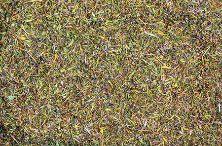 Thyme dry herb texture background. Latin name Thymus vulgaris L. Medicinal herbs. The concept of traditional medicine.の写真素材