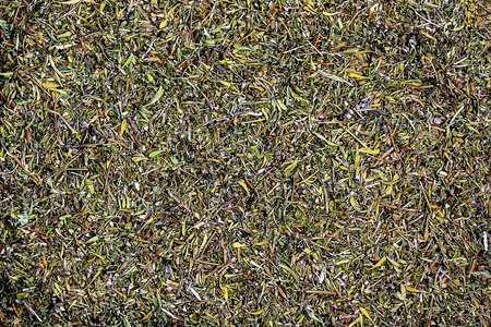 Illustration of thyme dry herb texture background. Latin name Thymus vulgaris L. Medicinal herbs. The concept of traditional medicine.の写真素材