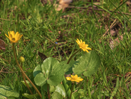 Close up of Ranunculus thora,as known as the buttercup, with Bright yellow flowering , is a plant species of the genus Ranunculus native to Europeの写真素材