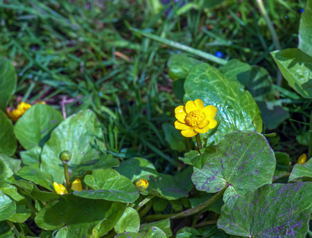 Close up of Ranunculus thora,as known as the buttercup, with Bright yellow flowering , is a plant species of the genus Ranunculus native to Europeの写真素材