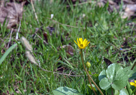 Close up of Ranunculus thora,as known as the buttercup, with Bright yellow flowering , is a plant species of the genus Ranunculus native to Europeの写真素材