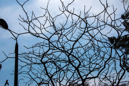 Branches with buds of staghorn sumac in early spring in the garden.の写真素材