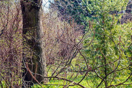 Branches with buds of staghorn sumac in early spring in the garden.の写真素材